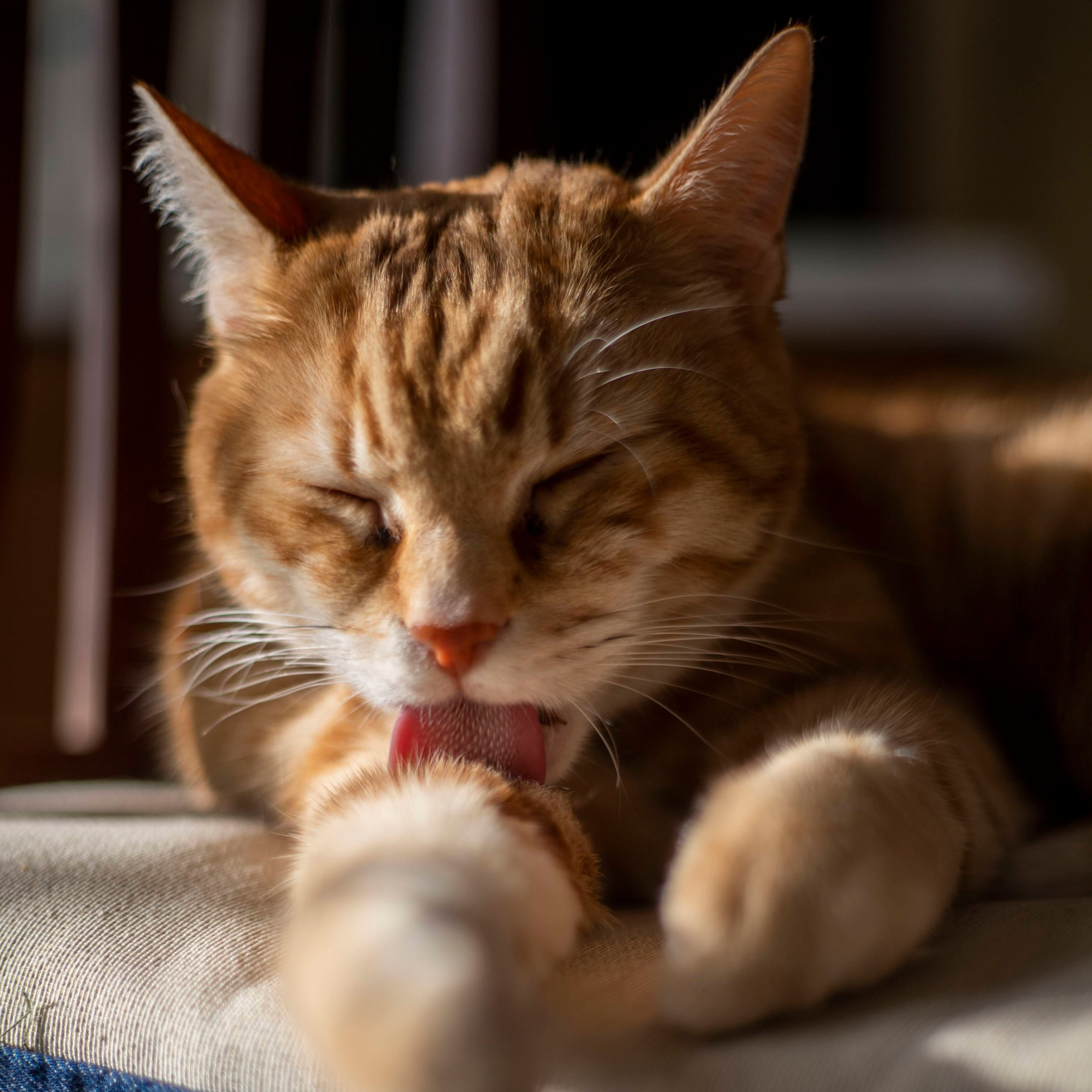 Katzen