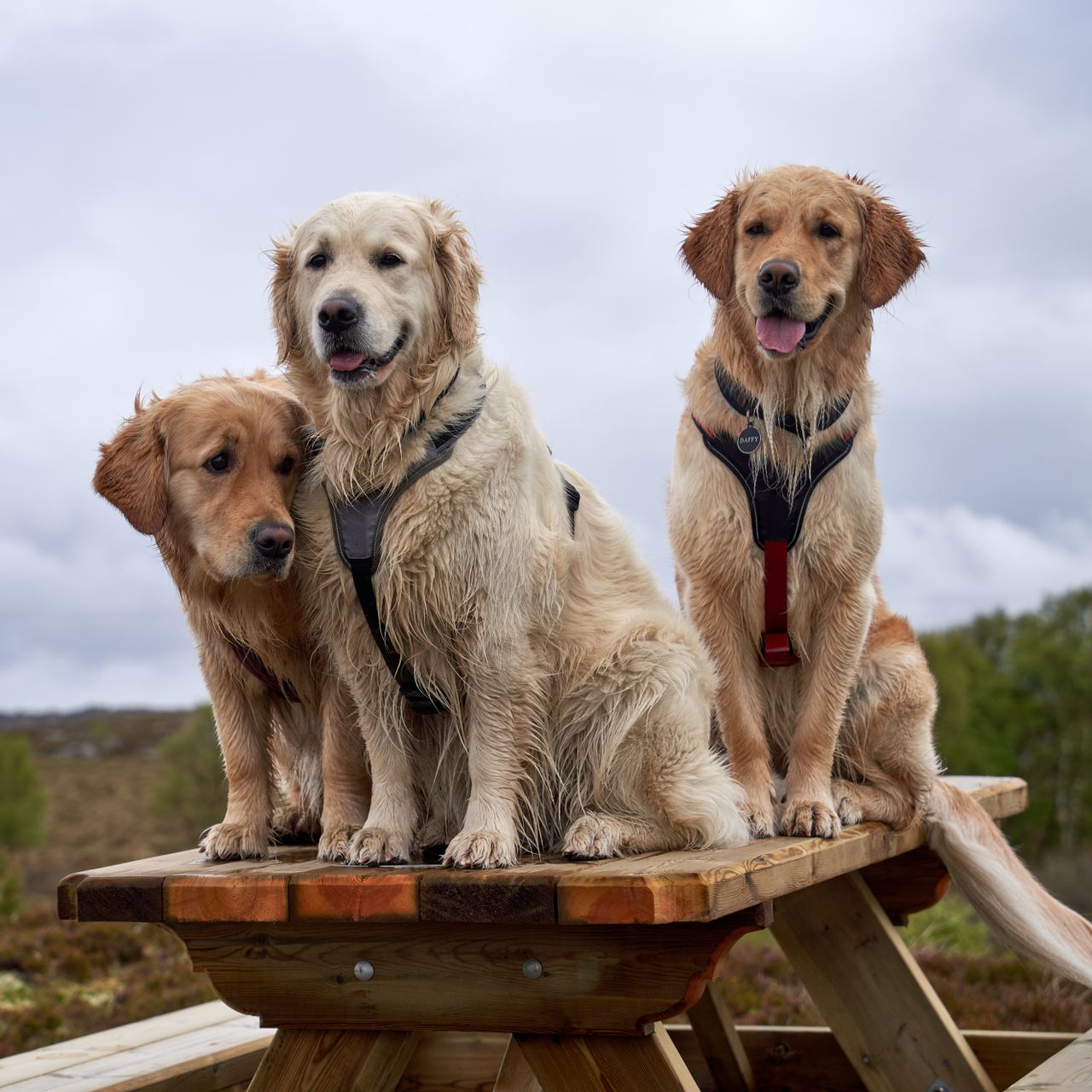Hunde